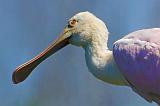 Two Spoonbills Atop A Tree_45090crop